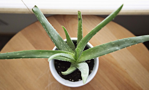 Aloe vera plant