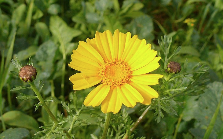 Chrysanthemum