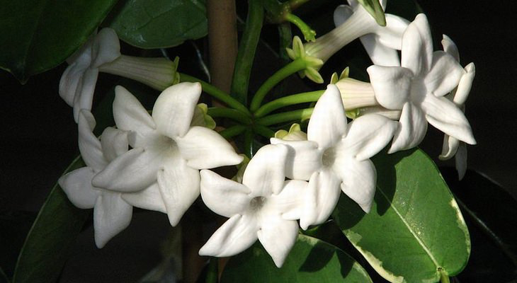 Stephanotis floribunda