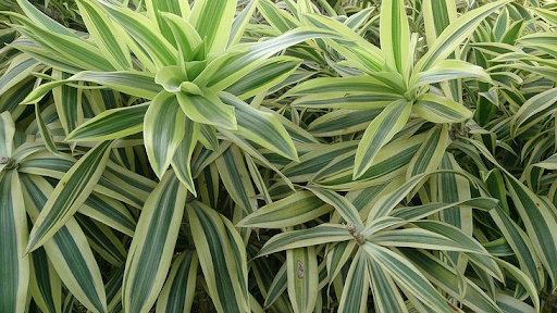 Dracaena