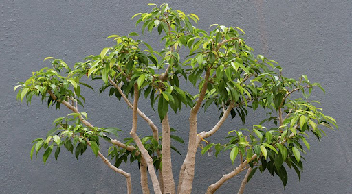 Ficus