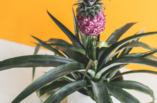 Bbromelia - Pineapple plant