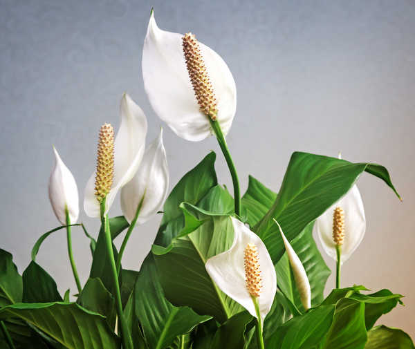 peace lily