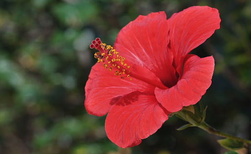 Hibiscus