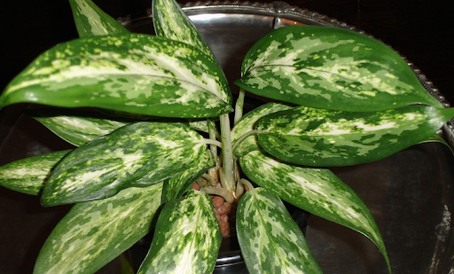 Aglaonema